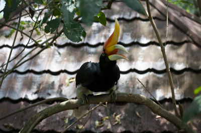 Парк птиц в Малайзии или куда сходить, когда купаться уже надоело.
