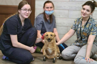 Новосибирцы первые в мире сделали собаке четыре протеза вместо лап