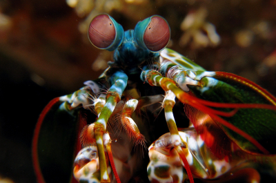 Молния в узорах: его удар сопоставим с пулей