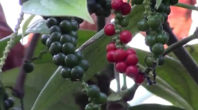 Почему два разных продукта называют одинаковым словом &laquo;перец&raquo;